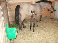 Fohlen am 14.07.2009