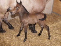 Fohlen am 16.07.2009