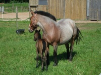 Fohlen am 17.07.2009