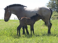 Fohlen am 17.07.2009