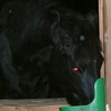 Balu